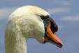 Cygne